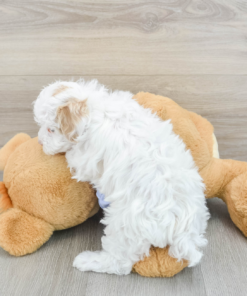 Meet Joyce - Our 7 Weeks old Female Maltipoo Puppy for sale