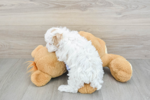 Meet Joyce - Our 7 Weeks old Female Maltipoo Puppy for sale