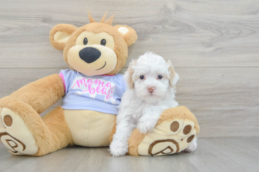 Meet Joyce - Our 7 Weeks old Female Maltipoo Puppy for sale