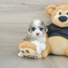 Meet Keesha - Our 5 Weeks old Female Mini Poodle Puppy for sale