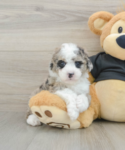 Meet Keesha - Our 5 Weeks old Female Mini Poodle Puppy for sale