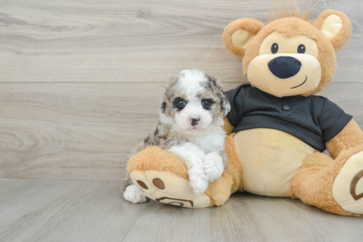 Meet Keesha - Our 5 Weeks old Female Mini Poodle Puppy for sale