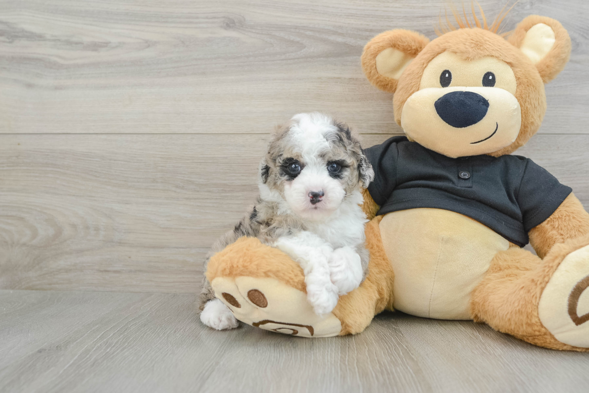 female Mini Poodle puppy with a big personality in a tiny package! Keesha is affectionate, intelligent, and has a soft, curly, hypoallergenic coat that’s perfect for families with allergies.