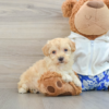 Meet MACARONI - Our Male Maltipoo Puppy for sale 7 weeks old