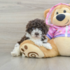 Meet Naples – our 6-week-old female Teacup Poodle puppy for sale at Maltipoo Puppies Land! Born July 14, 2025.