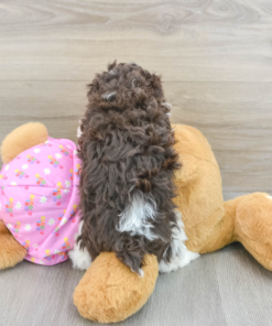 Meet NAPLES - Our 6 Weeks Old Female Mini Poodle Puppy for sale