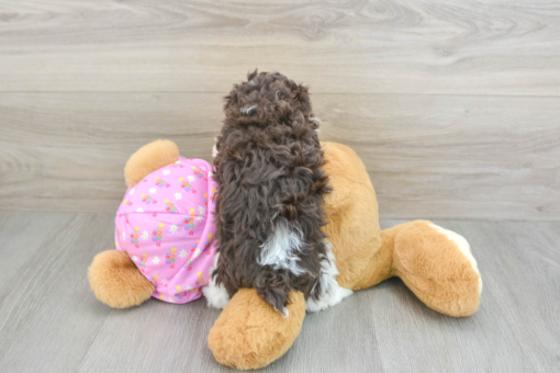 Meet NAPLES - Our 6 Weeks Old Female Mini Poodle Puppy for sale