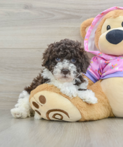 Meet Naples – our 6-week-old female Teacup Poodle puppy for sale at Maltipoo Puppies Land! Born July 14, 2025.