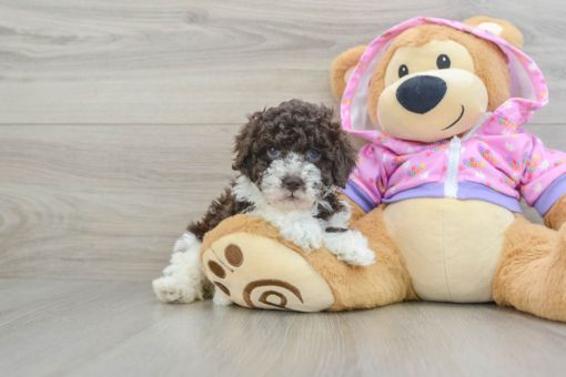 Meet Naples – our 6-week-old female Teacup Poodle puppy for sale at Maltipoo Puppies Land! Born July 14, 2025.