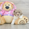 Meet NEGAN - Our Male Mini Poodle Puppy for sale - 6 weeks old