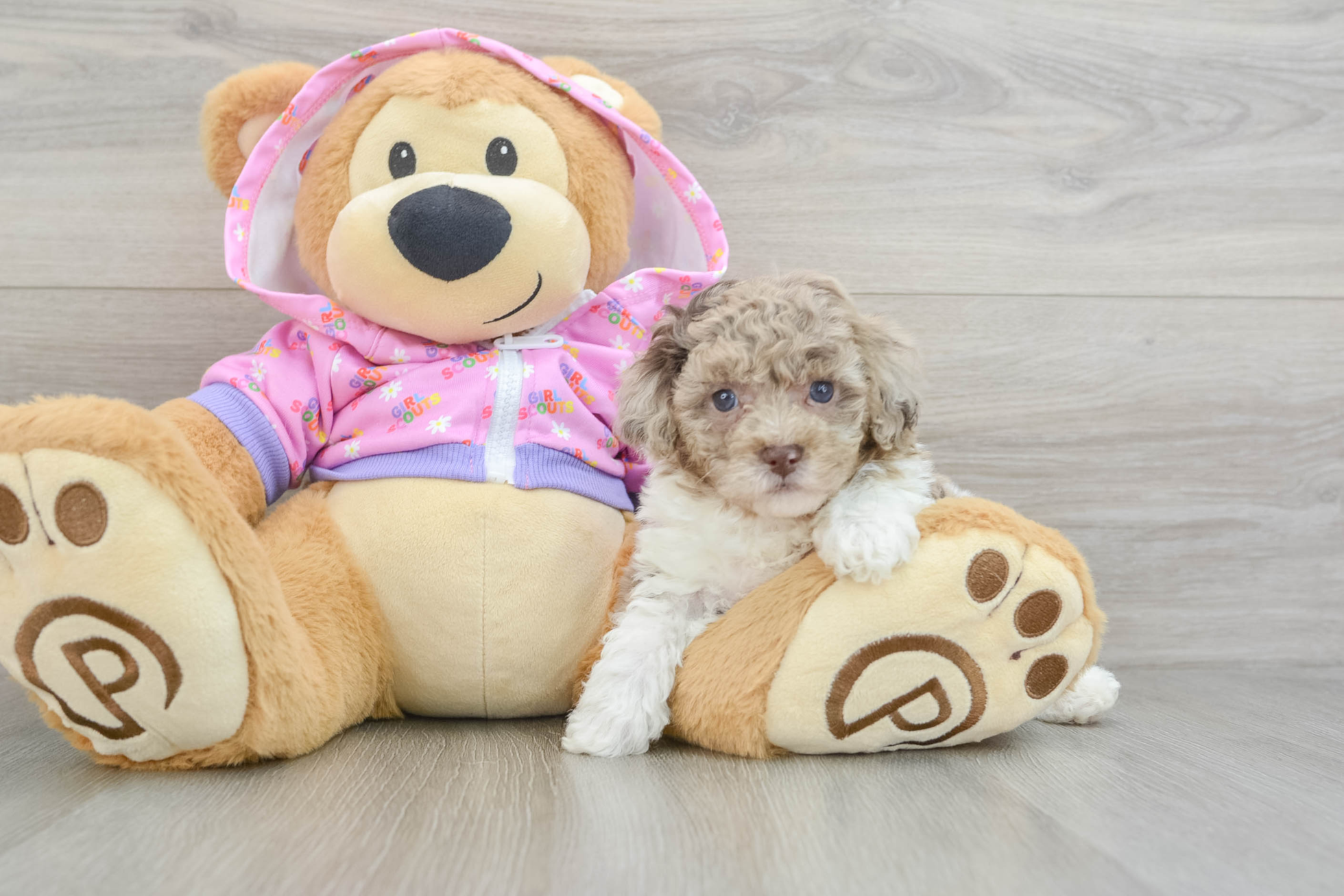 Meet NEGAN - Our Male Mini Poodle Puppy for sale - 6 weeks old