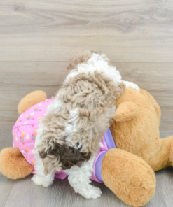 Meet NEGAN - Our Male Mini Poodle Puppy for sale - 6 weeks old