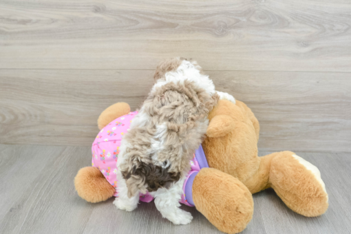 Meet NEGAN - Our Male Mini Poodle Puppy for sale - 6 weeks old