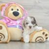 Say hello to NEWT, our charming 6-week-old male Mini Poodle puppy with a playful spirit and a heart full of love! Newt is alert, affectionate, and highly intelligent