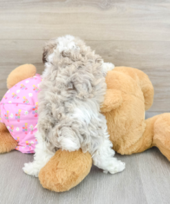 Meet NEWT - Our Male Mini Poodle Puppy For Sale - 6 Weeks old