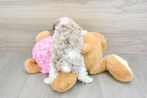 Meet NEWT - Our Male Mini Poodle Puppy For Sale - 6 Weeks old