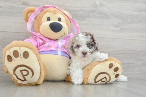 Say hello to NEWT, our charming 6-week-old male Mini Poodle puppy with a playful spirit and a heart full of love! Newt is alert, affectionate, and highly intelligent