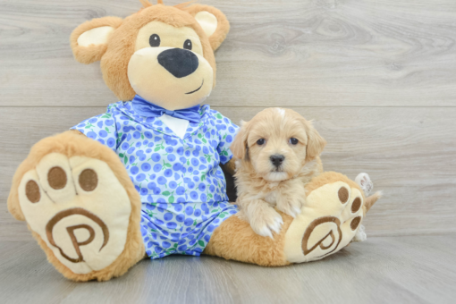 Meet Our Baby RENO - Male Maltipoo Puppy 5 Weeks Old