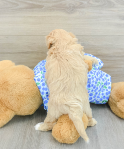 Meet Our Baby RENO - Male Maltipoo Puppy 7 Weeks Old