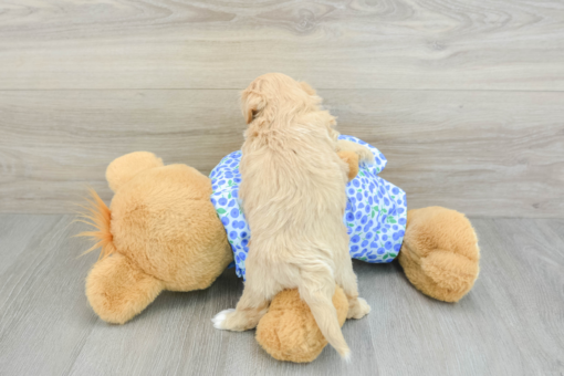 Meet Our Baby RENO - Male Maltipoo Puppy 7 Weeks Old