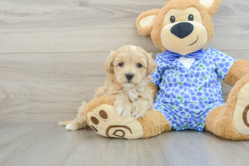 Meet Our Baby RENO - Male Maltipoo Puppy 7 Weeks Old
