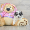 Meet PETE - Our 6 Weeks Old Male Maltipoo Puppy for sale